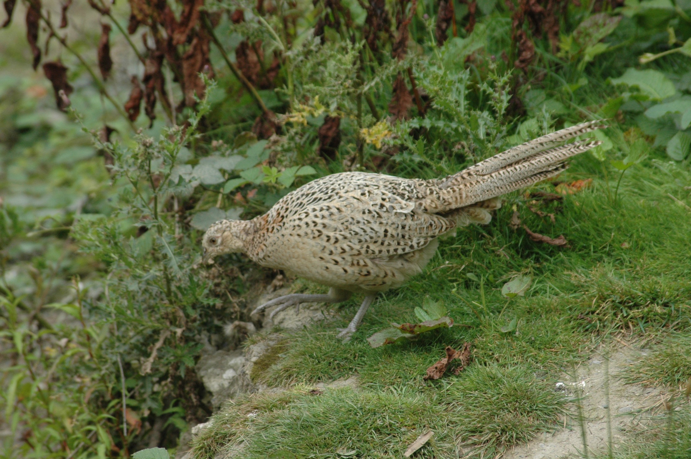 female pheasant